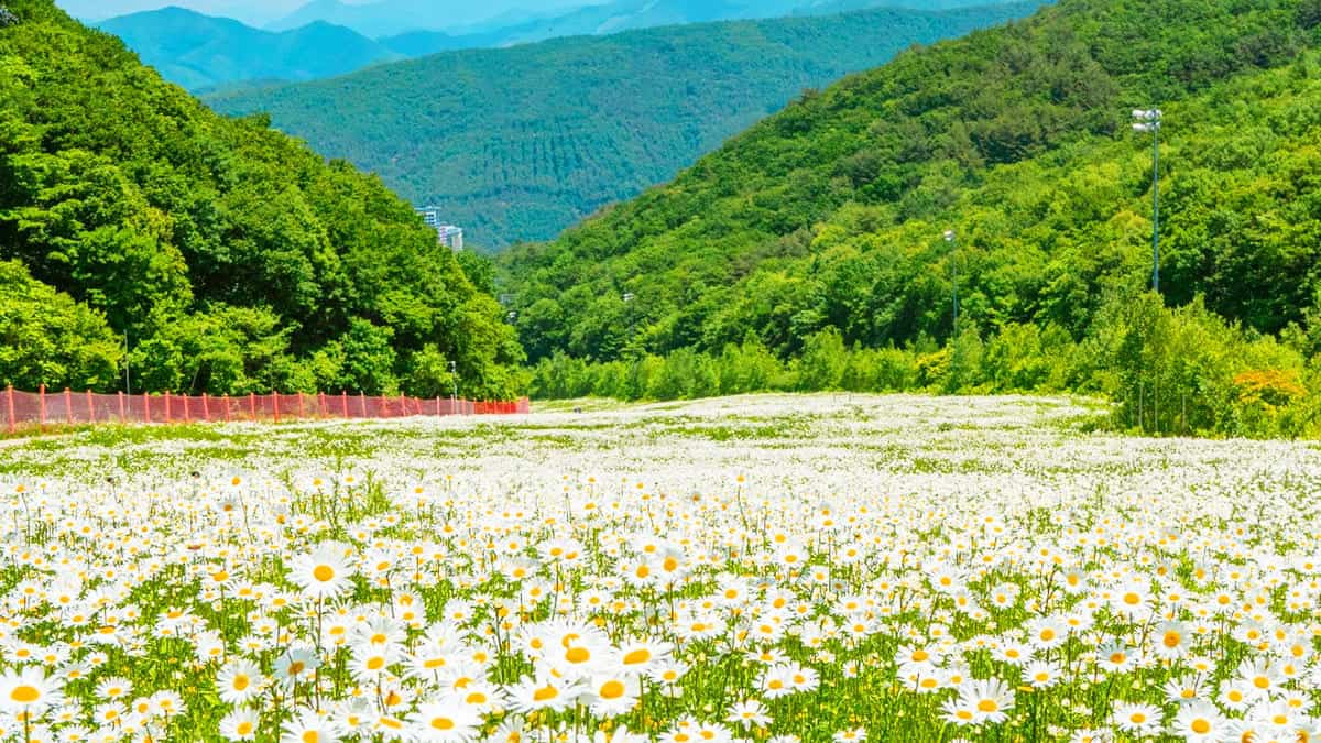 2025 하이원 플라워 페스타