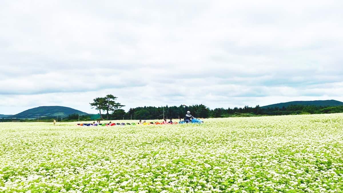 보롬왓 메밀축제
