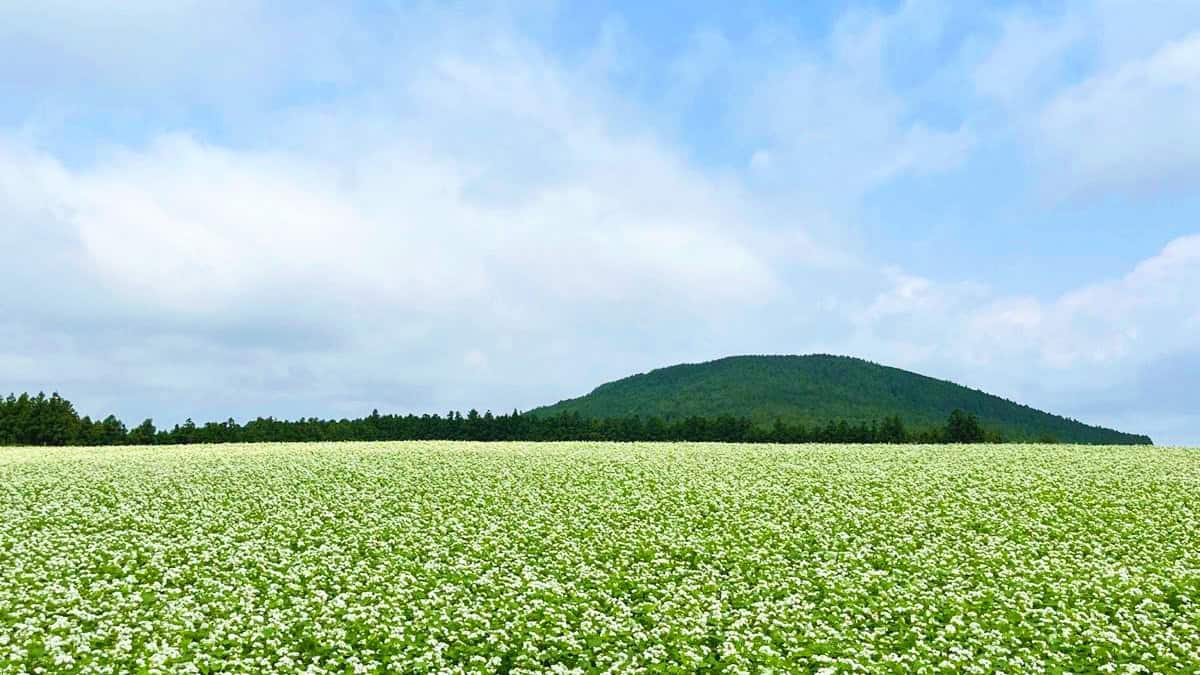 보롬왓 메밀축제 전경 보롬왓 메밀축제 전경