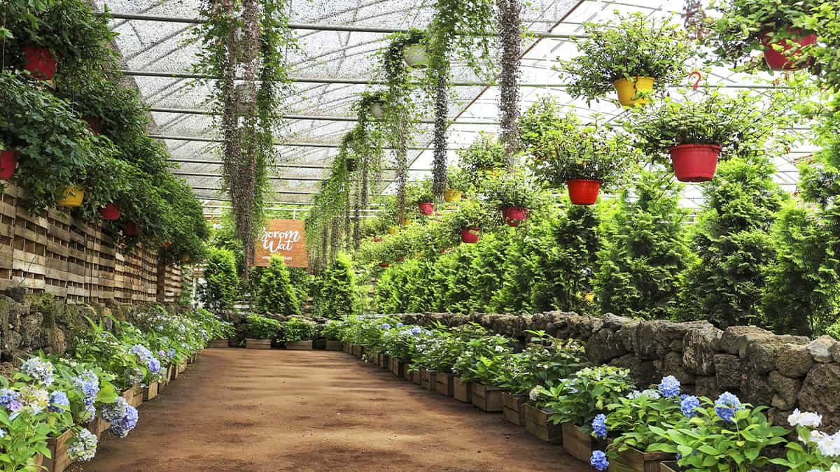 제주 보롬왓 모습 제주 보롬왓 모습