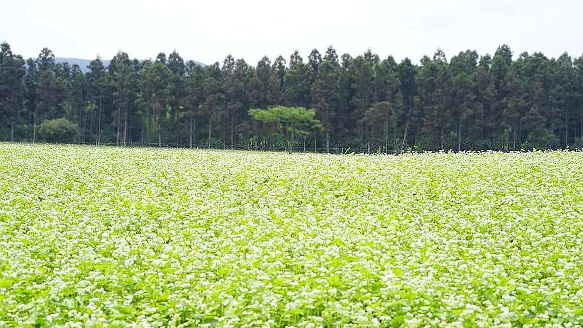 보롬왓 메밀꽃 보롬왓 메밀꽃