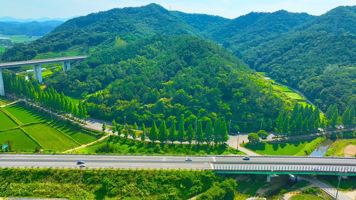 보성 메타세쿼이아 항공 보성 메타세쿼이아 항공