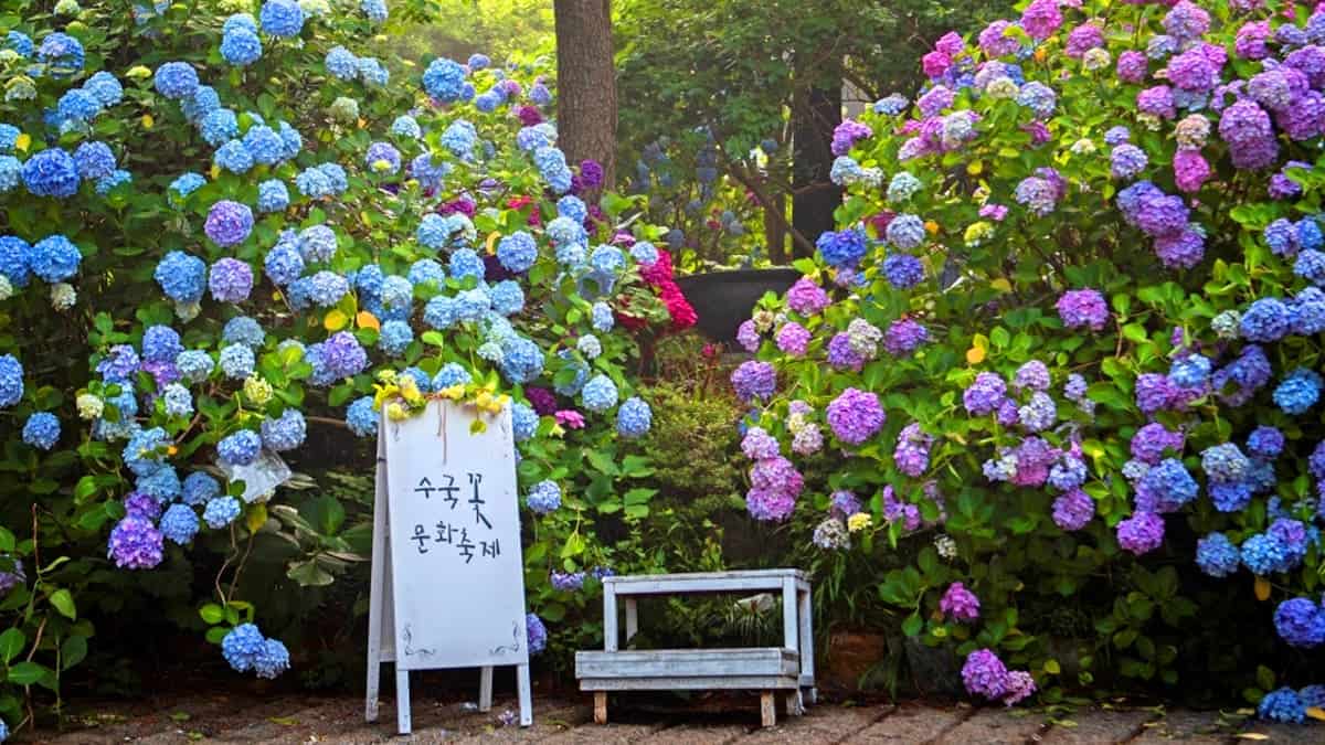 부산 영도 태종사 수국꽃 문화축제 부산 영도 태종사 수국꽃 문화축제