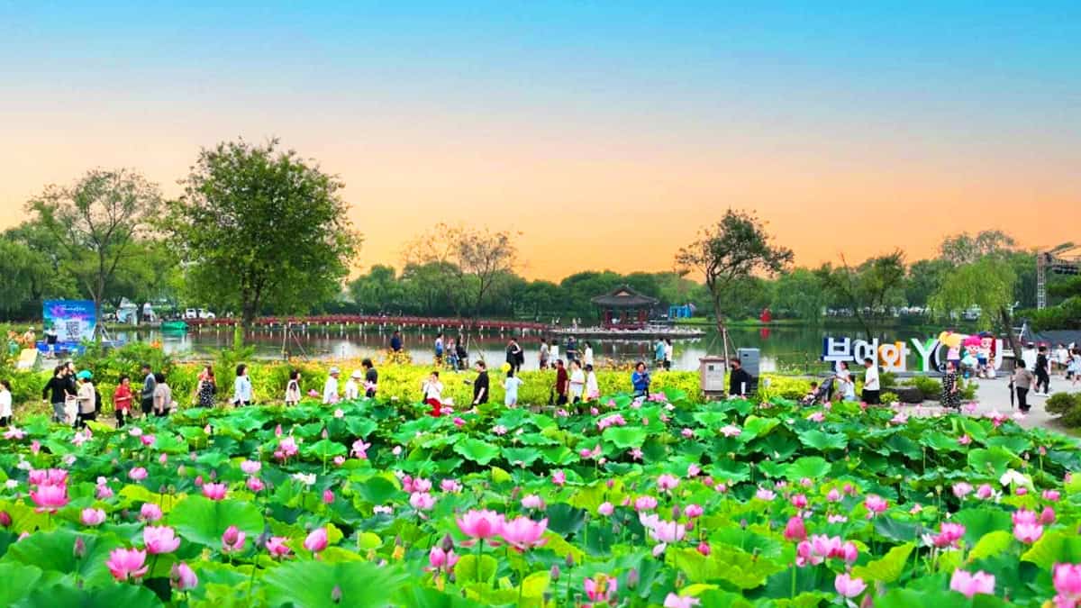 부여서동연꽃축제 부여서동연꽃축제