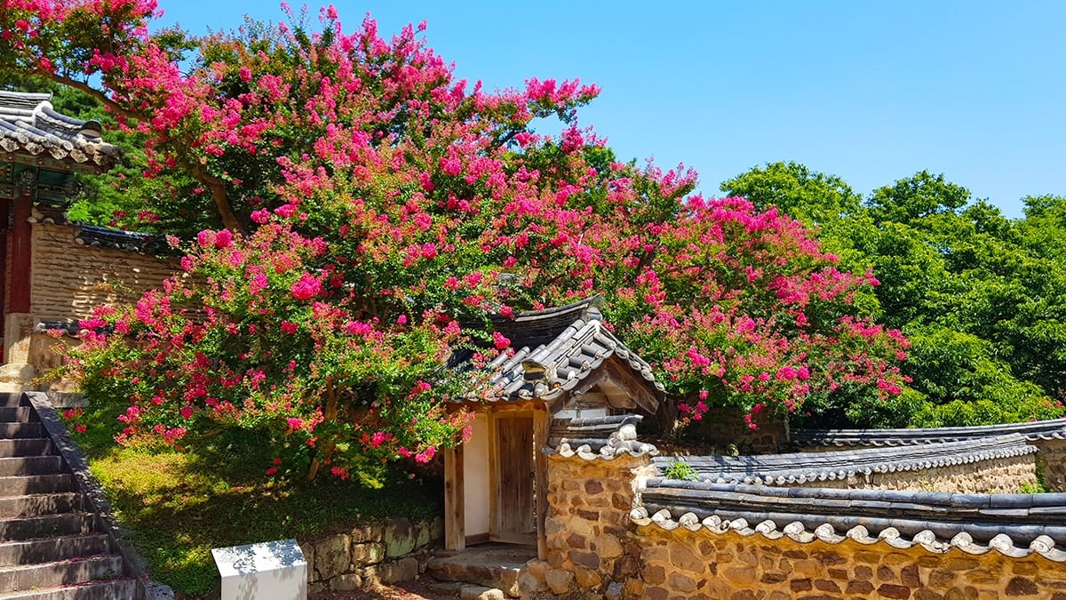 안동 병산서원 배롱나무 안동 병산서원 배롱나무