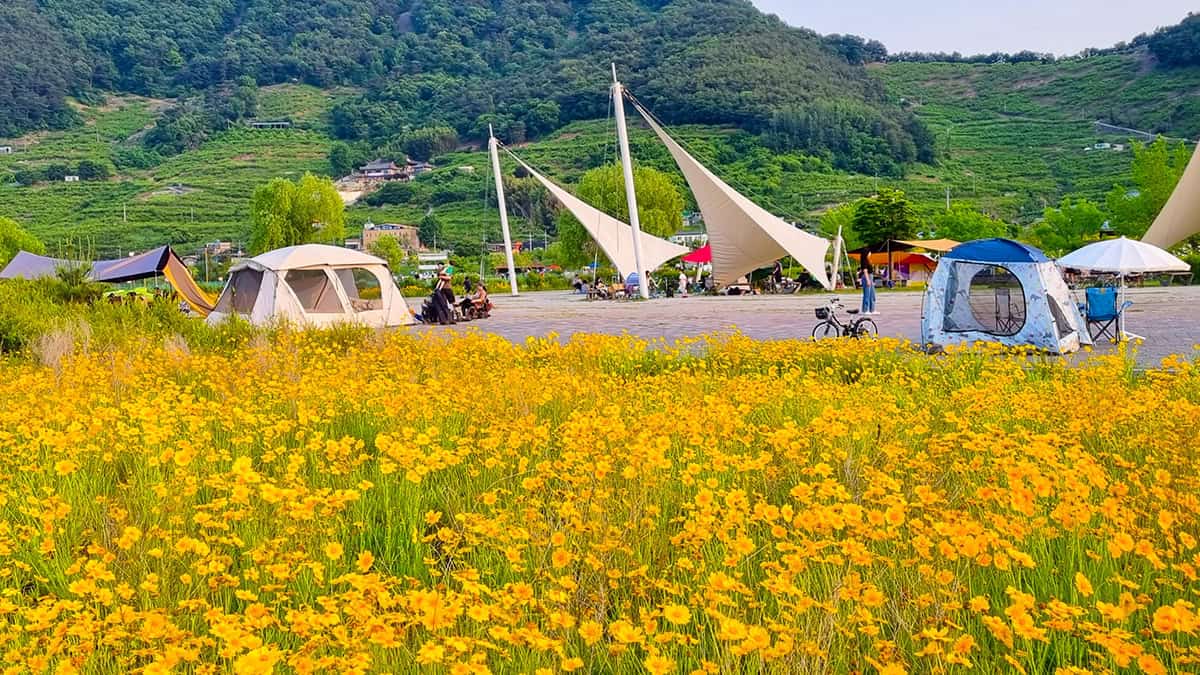북면수변생태공원 금계국 북면수변생태공원 금계국