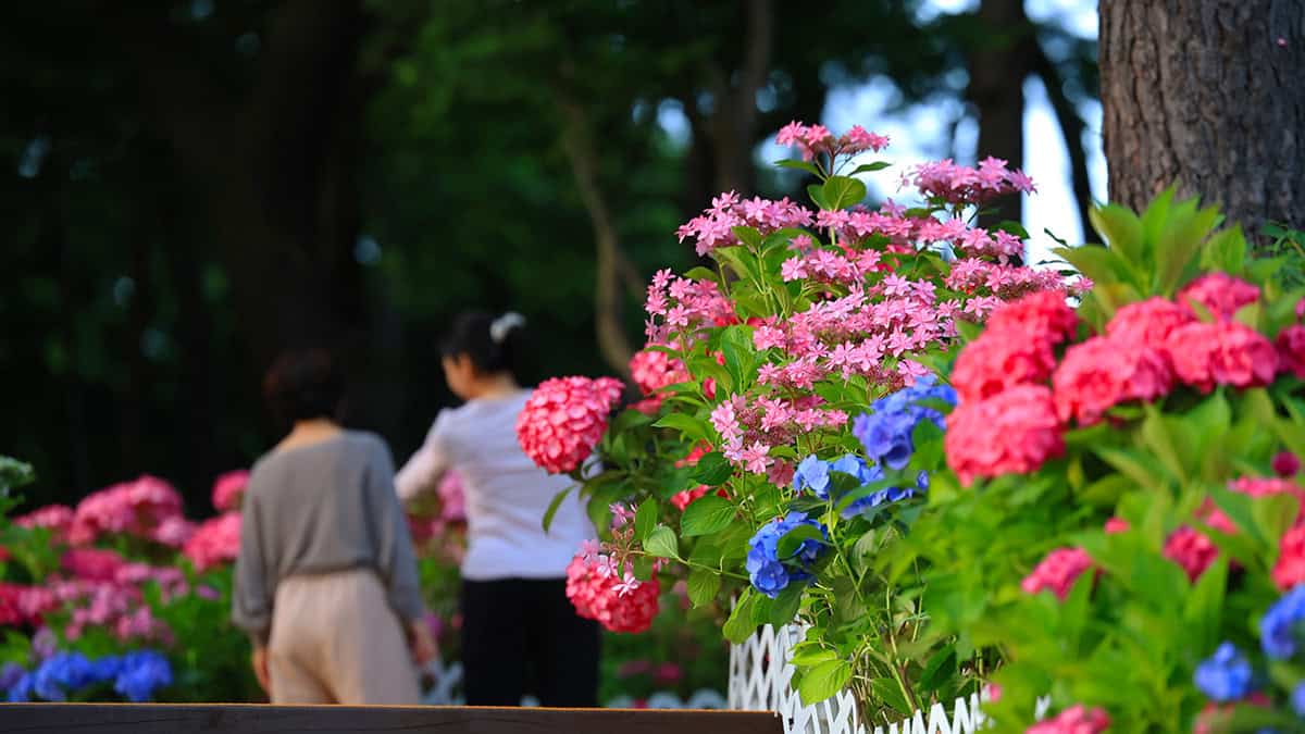 노원구 수국정원 노원구 수국정원