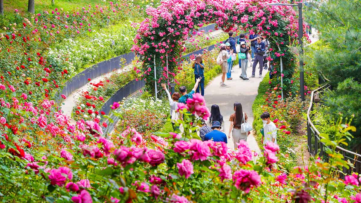 대현산 장미축제 대현산 장미축제