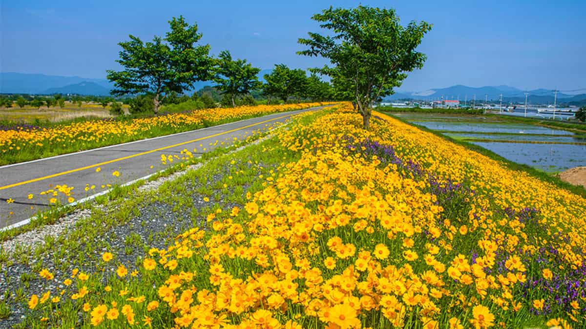 창원 금계국 명소 창원 금계국 명소