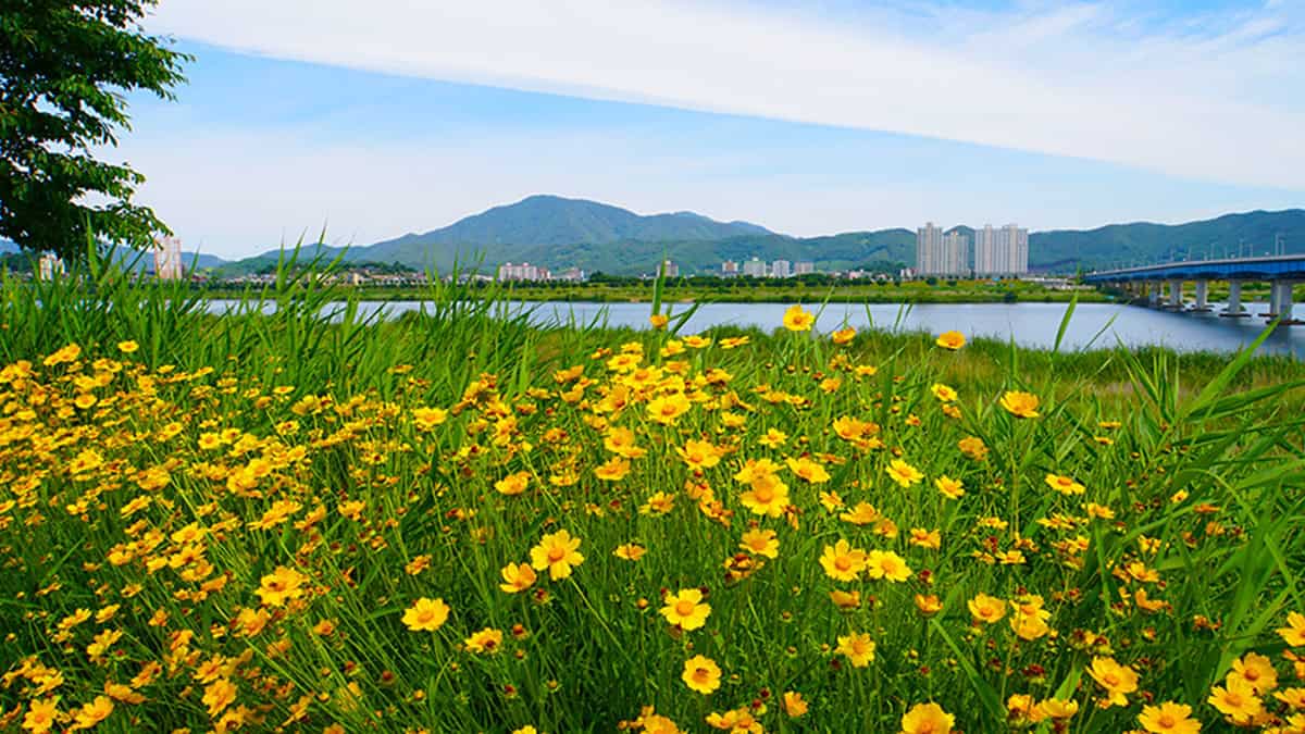 창원 대산문화체육공원 금계국 전경 창원 대산문화체육공원 금계국 전경