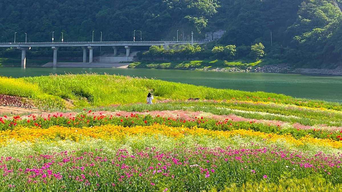 도담정원 꽃밭 도담정원 꽃밭