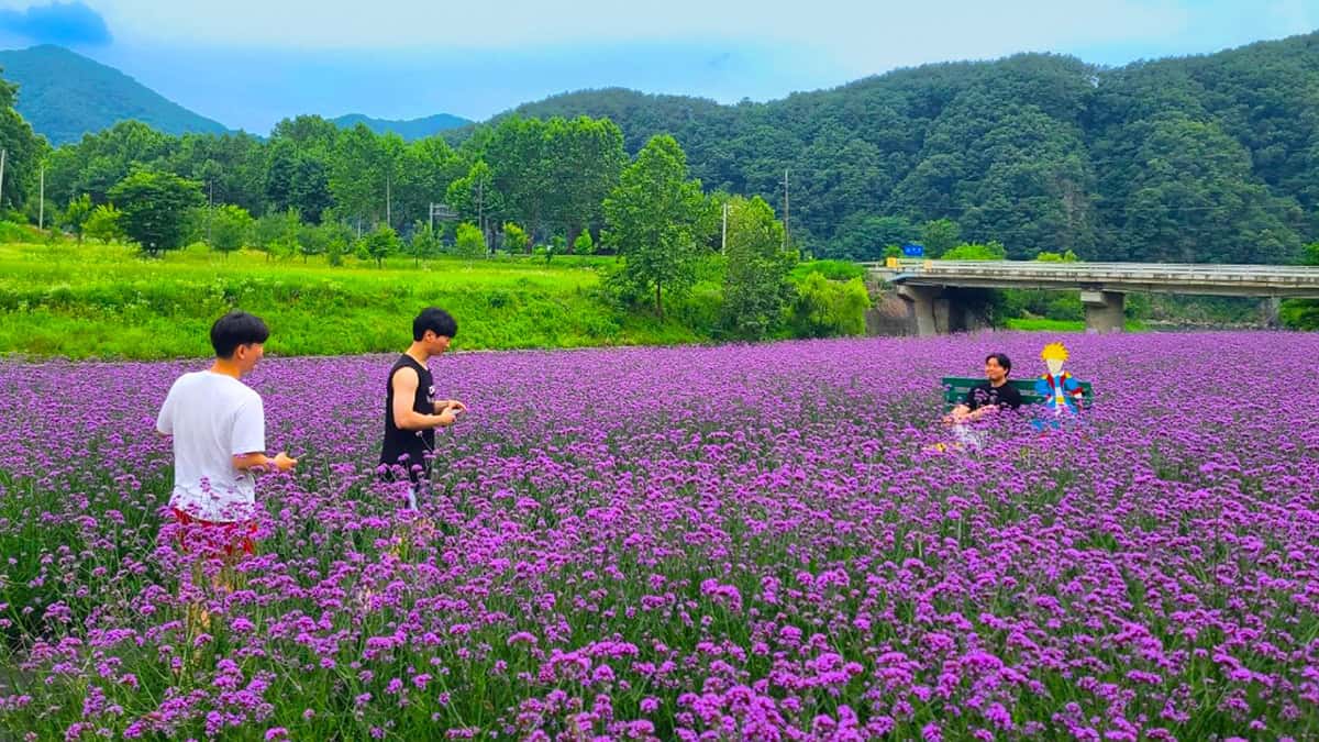 고운골 아평쉼뜰 버베나꽃 고운골 아평쉼뜰 버베나꽃