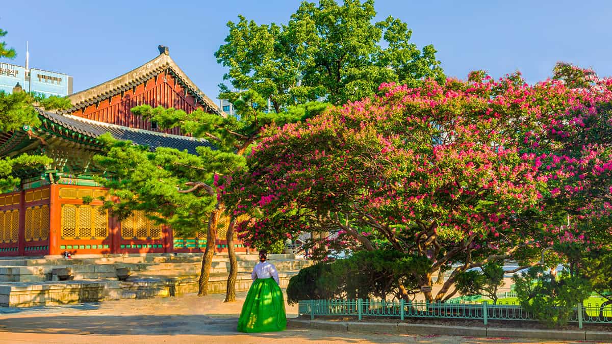 덕수궁 배롱나무 한복 덕수궁 배롱나무 한복