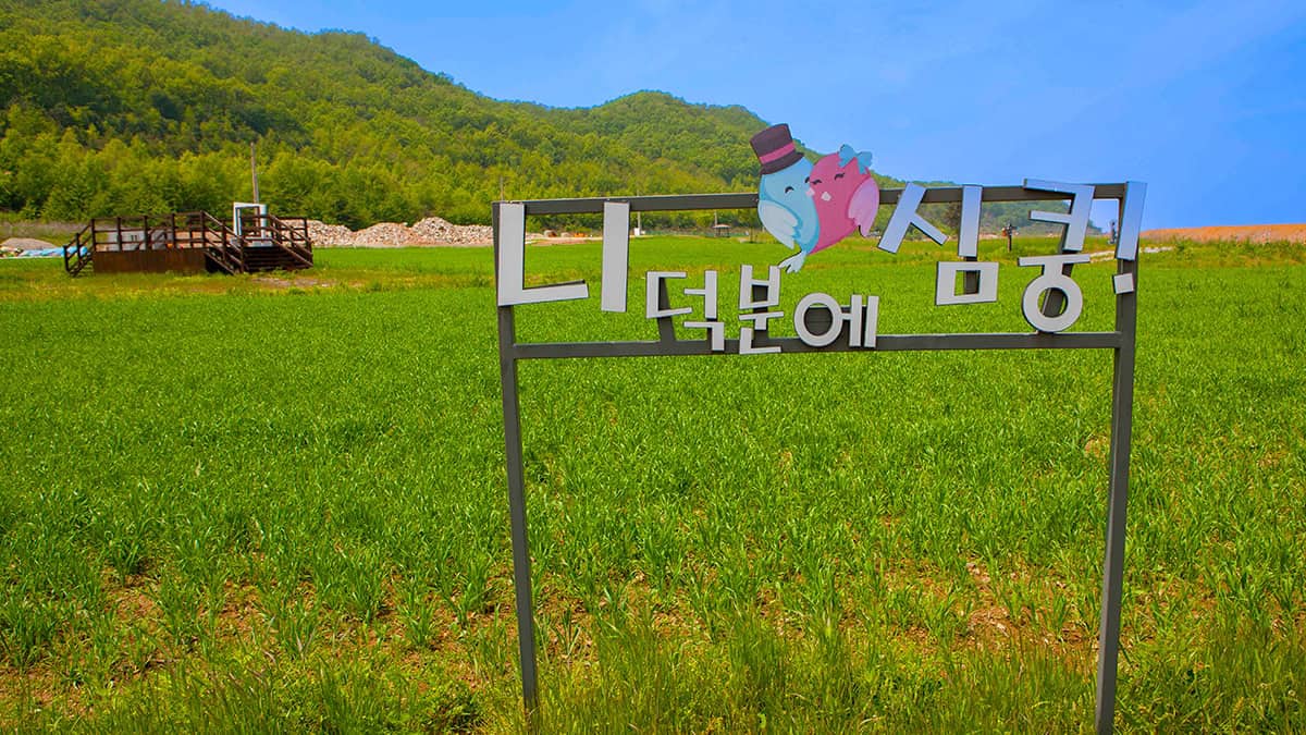 교동 청보리밭 포토존 교동 청보리밭 포토존