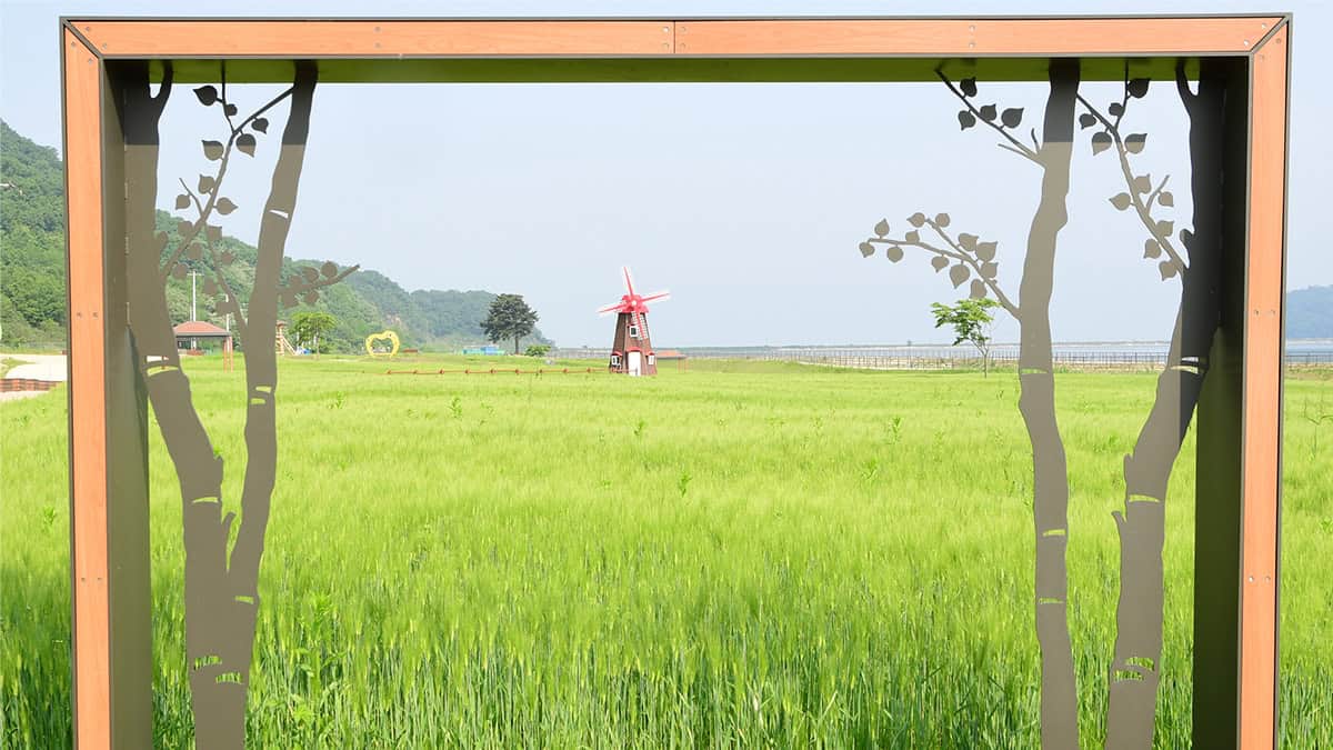 교동 청보리밭 교동 청보리밭