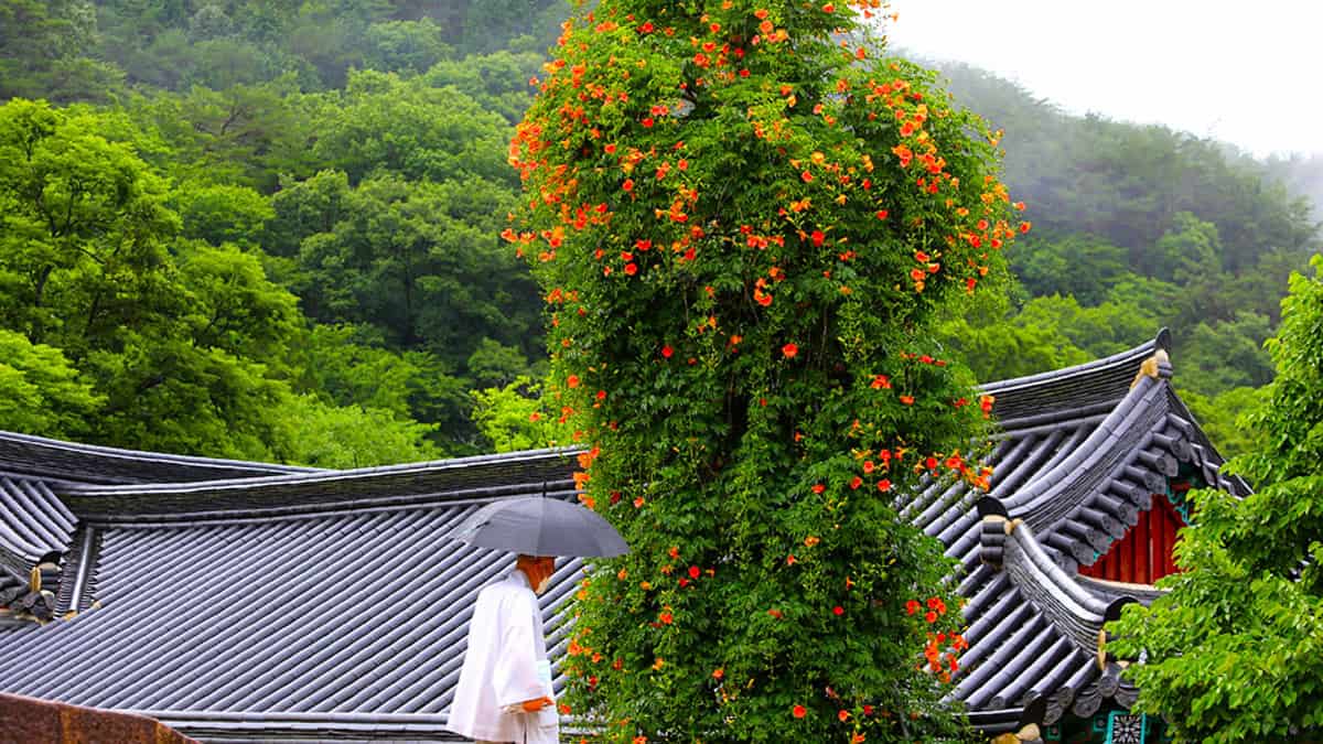 구례 회엄사 능소화