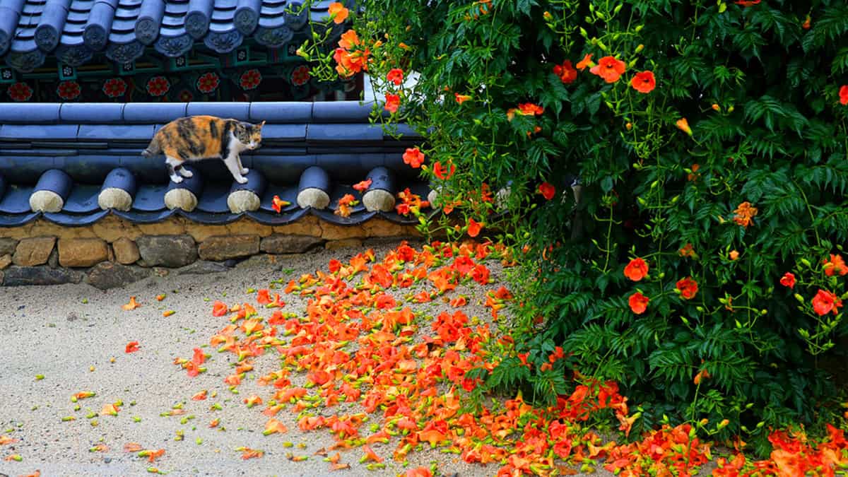 구례 능소화 고양이