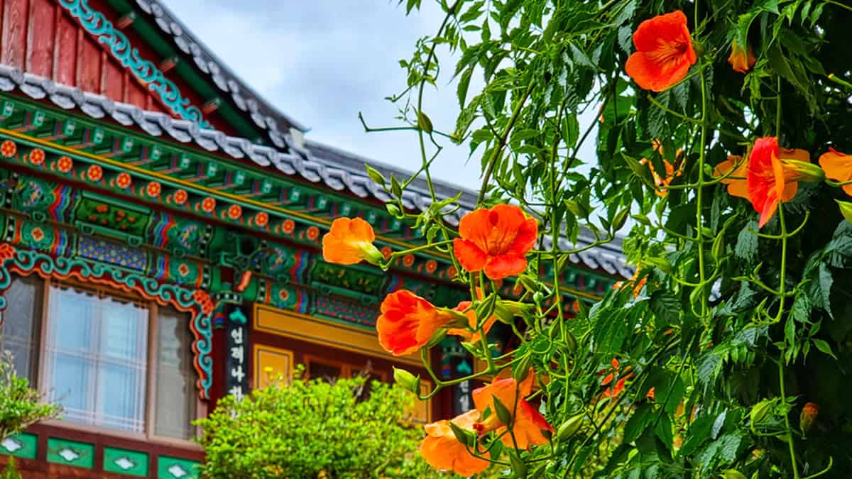 구례 능소화 명소