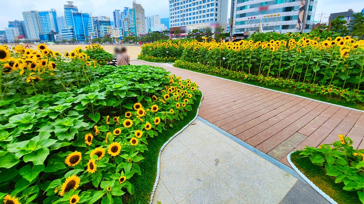 광안리 해바라기길 데크길 광안리 해바라기길 데크길