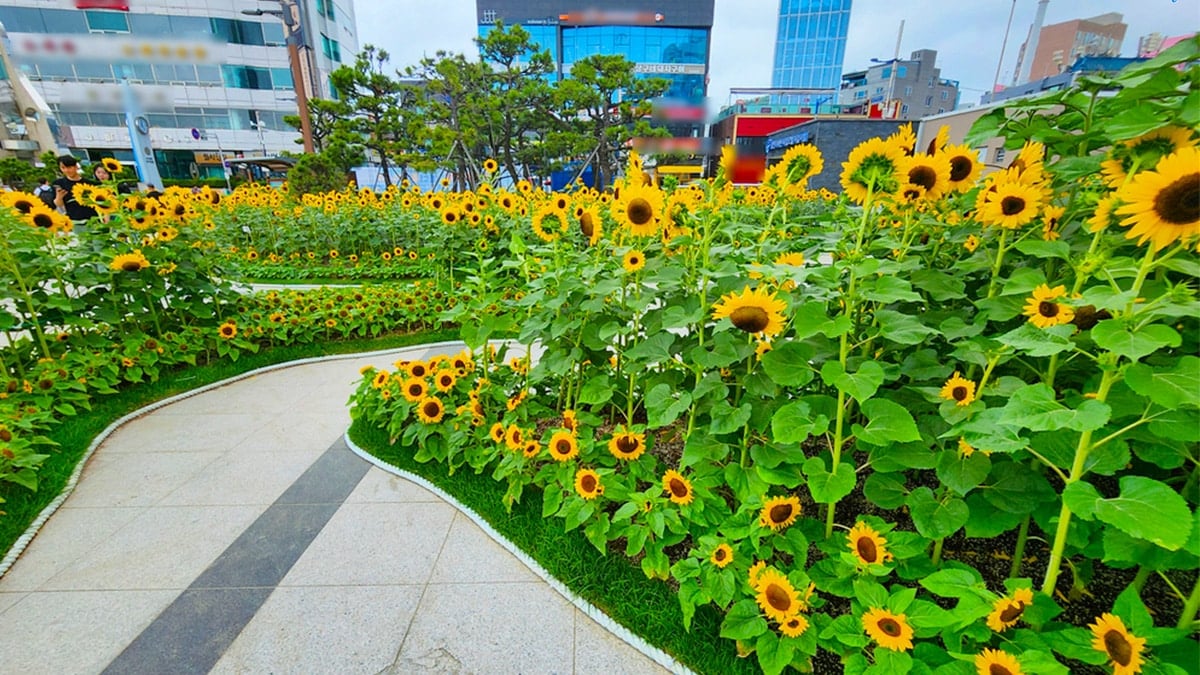 부산 해바라기 명소 부산 해바라기 명소