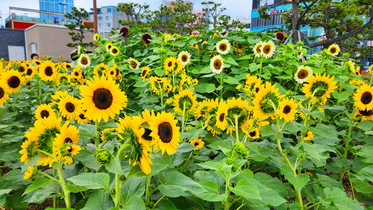 광안리 해바라기 광안리 해바라기