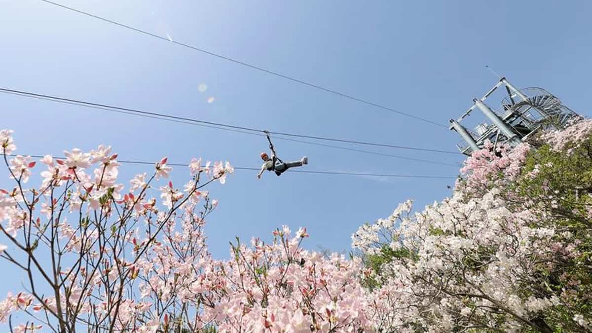 대봉산휴양밸리 집라인 대봉산휴양밸리 집라인