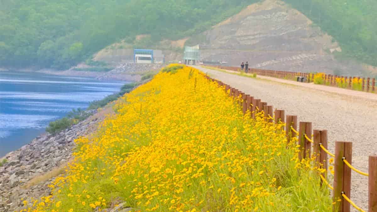장성 금계국길