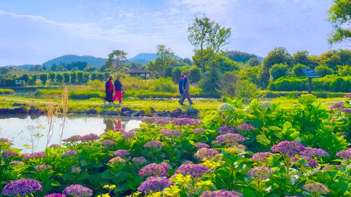 수산한못 수국 힐링 수산한못 수국 힐링