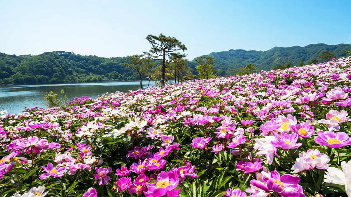옥정호 작약밭 옥정호 작약밭