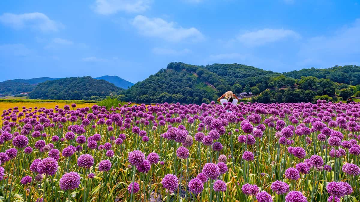 공주 미르섬 코끼리마늘꽃