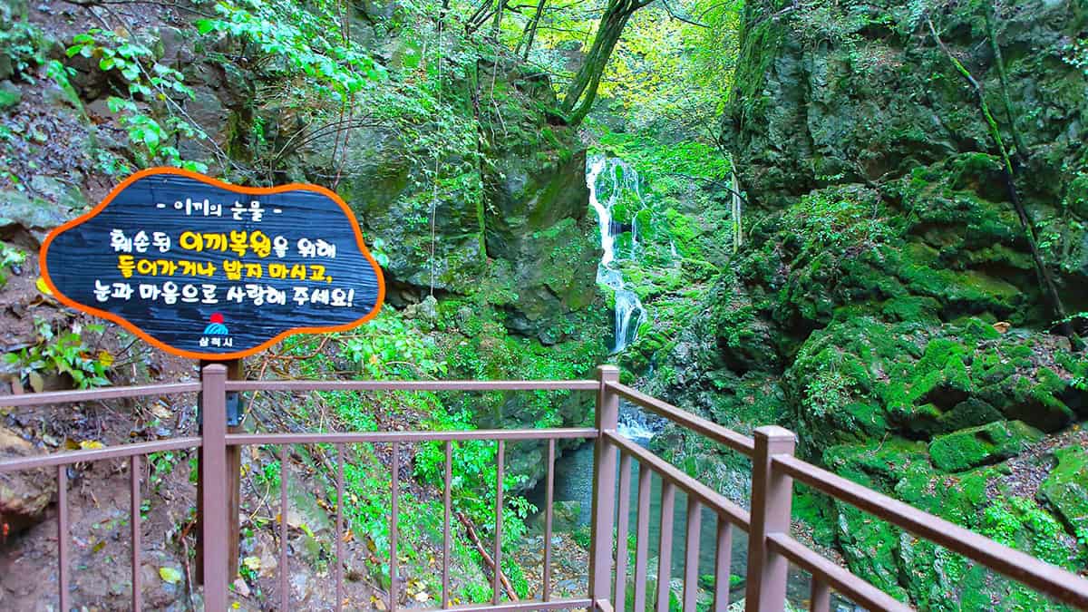 태백 이끼보호 태백 이끼보호