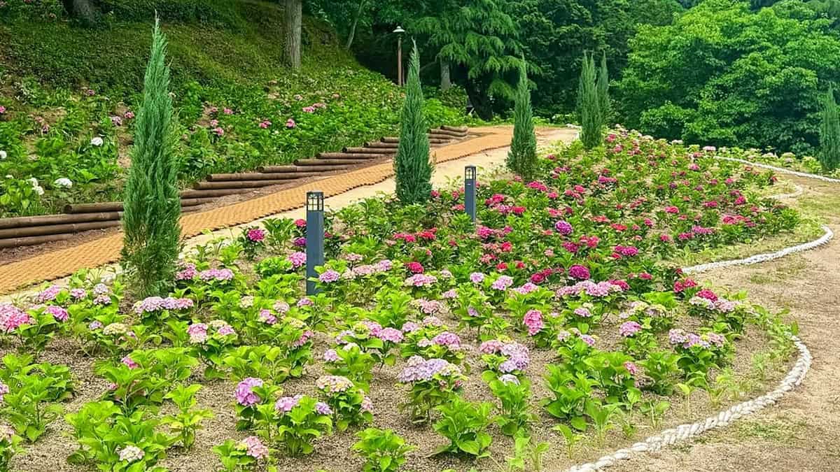 망산공원 수국정원 망산공원 수국정원