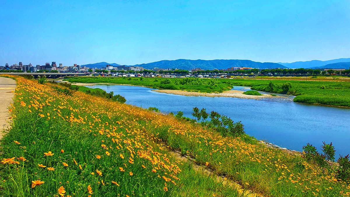 경주 금계국 경주 금계국