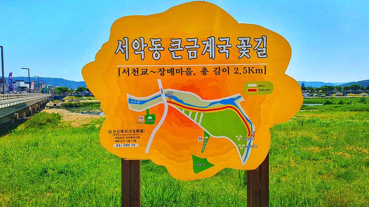 서악동 큰금계국 서악동 큰금계국