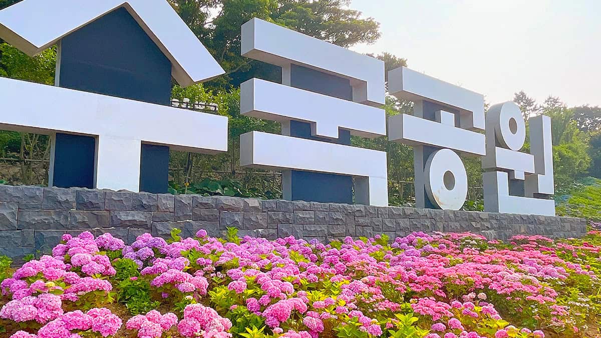 신안 수국정원 신안 수국정원