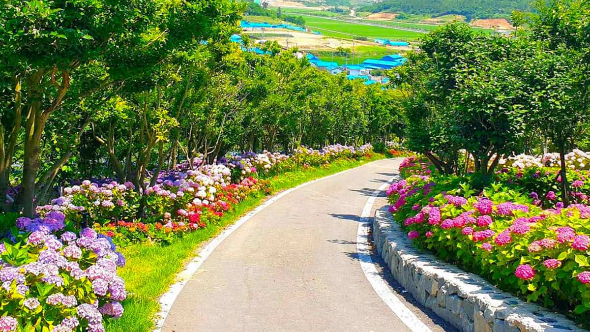 도초도 수국축제 도초도 수국축제