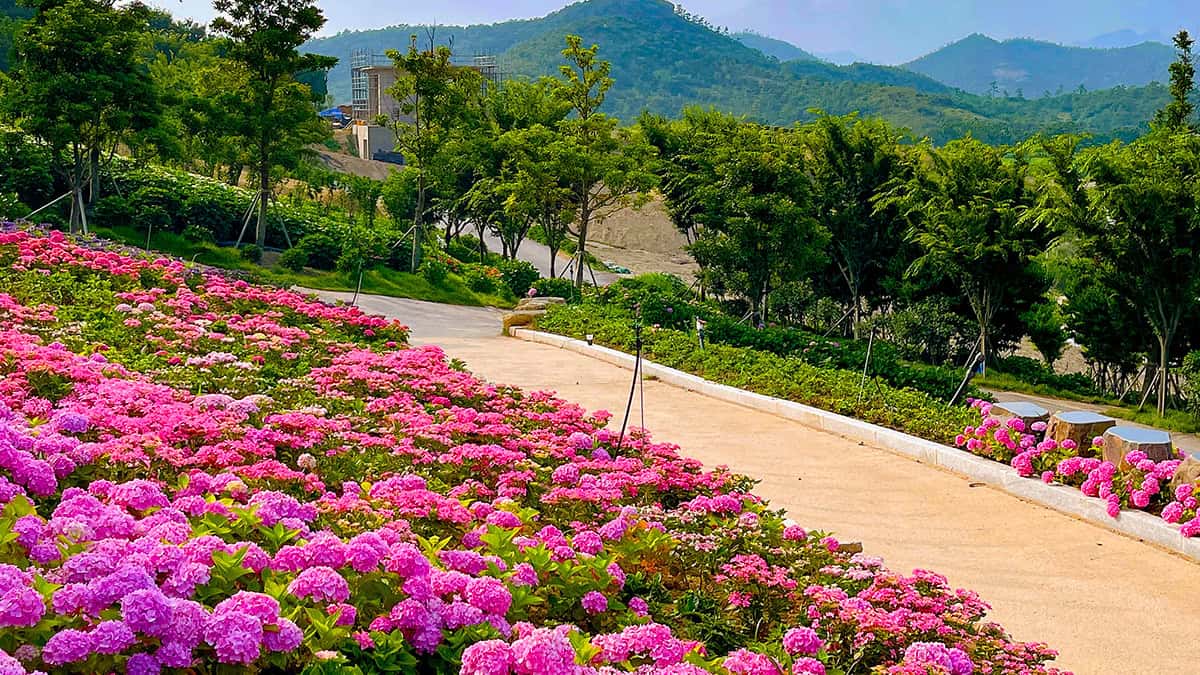 신안 도초도 수국 축제 신안 도초도 수국 축제