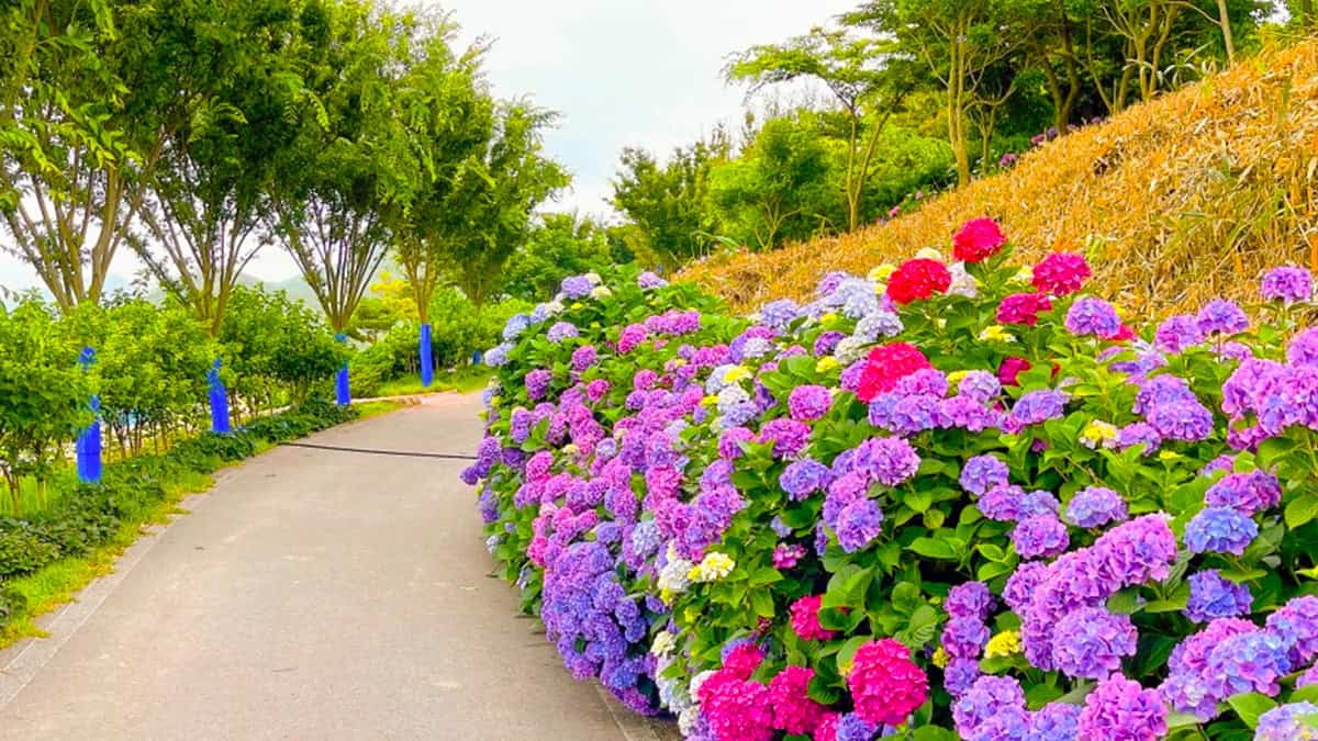 신안 도초도 수국 신안 도초도 수국