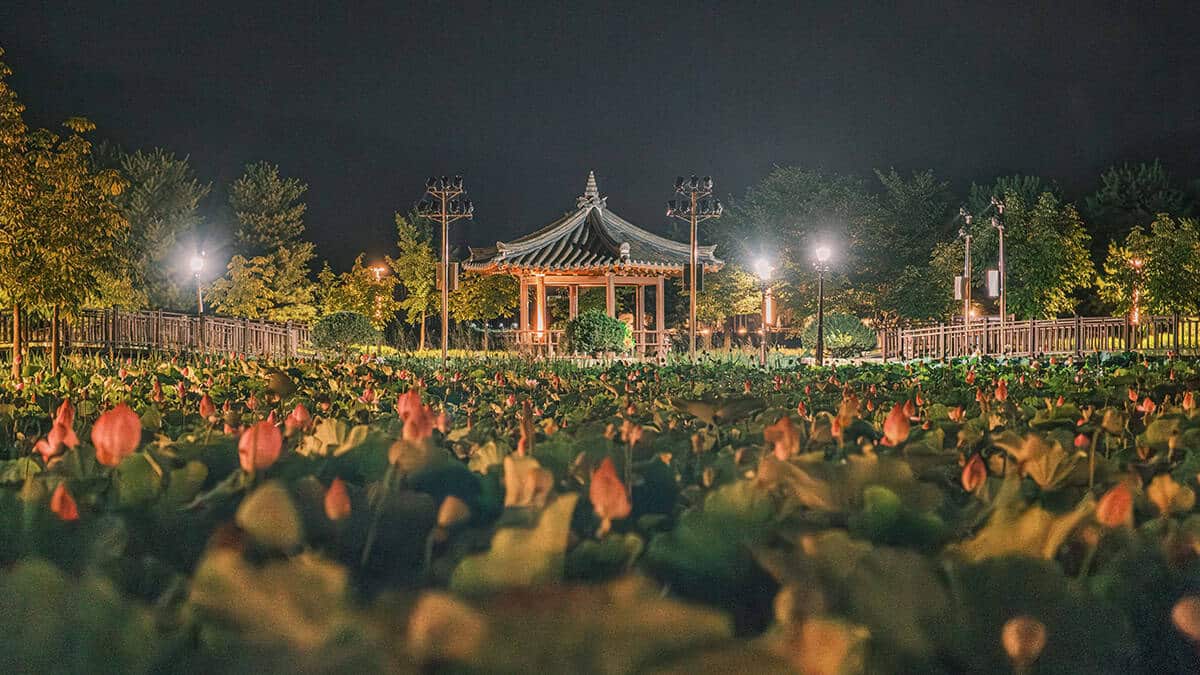 신정호 호수공원 연꽃 야간 신정호 호수공원 연꽃 야간
