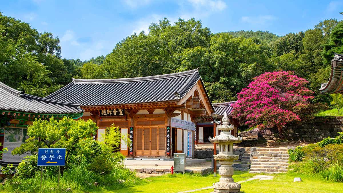 신원사 목백일홍 신원사 목백일홍