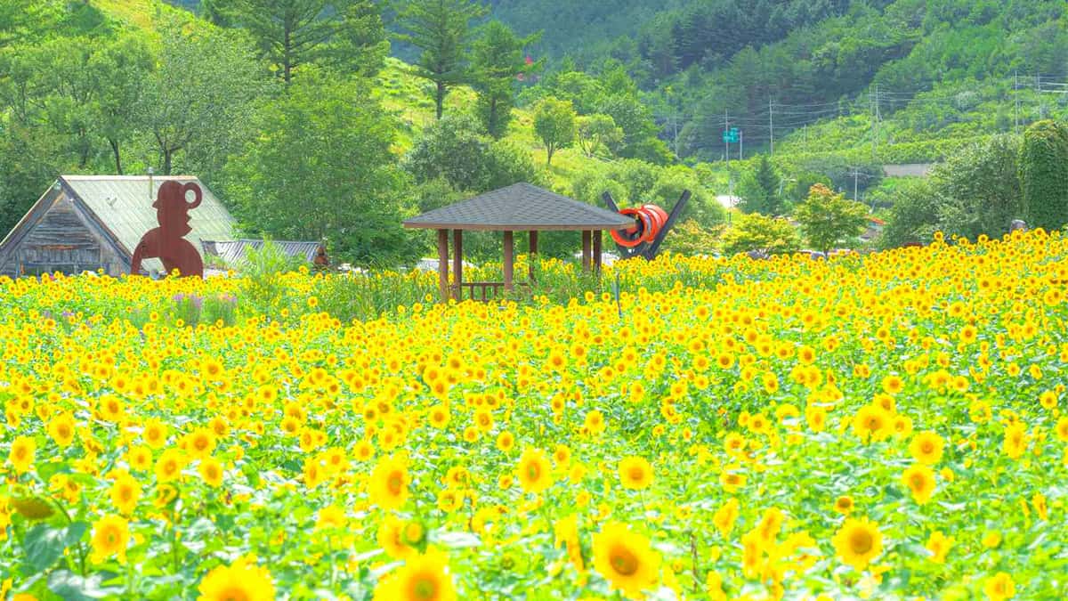 태백 해바라기축제 태백 해바라기축제