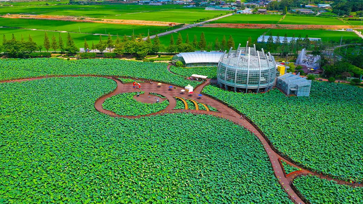 회산백련지 전경