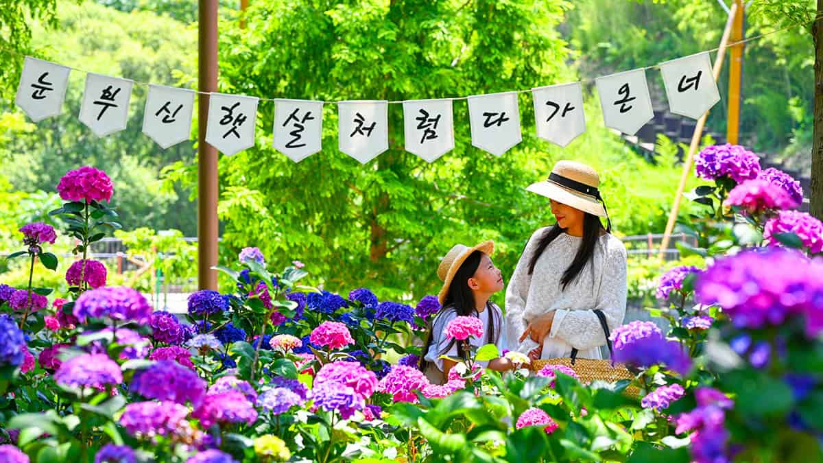 월아산 수국 월아산 수국