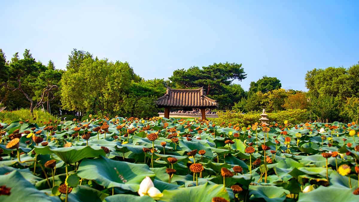 세미원 연꽃