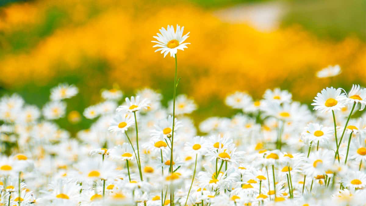 공주 석장리 꽃단지