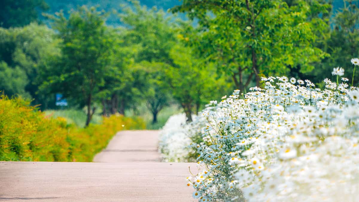 공주 석장리 꽃단지 데이지