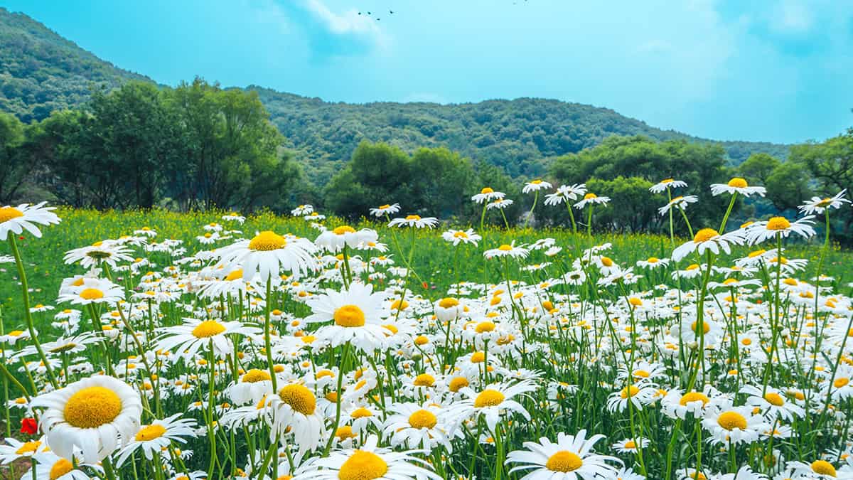 공주 샤스타데이지