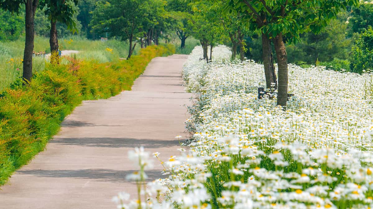 공주 샤스타데이지 명소