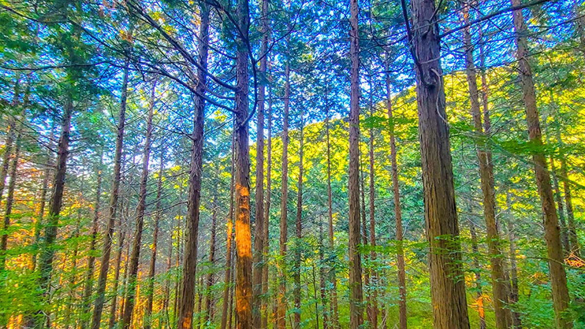 축령산 편백나무숲 축령산 편백나무숲