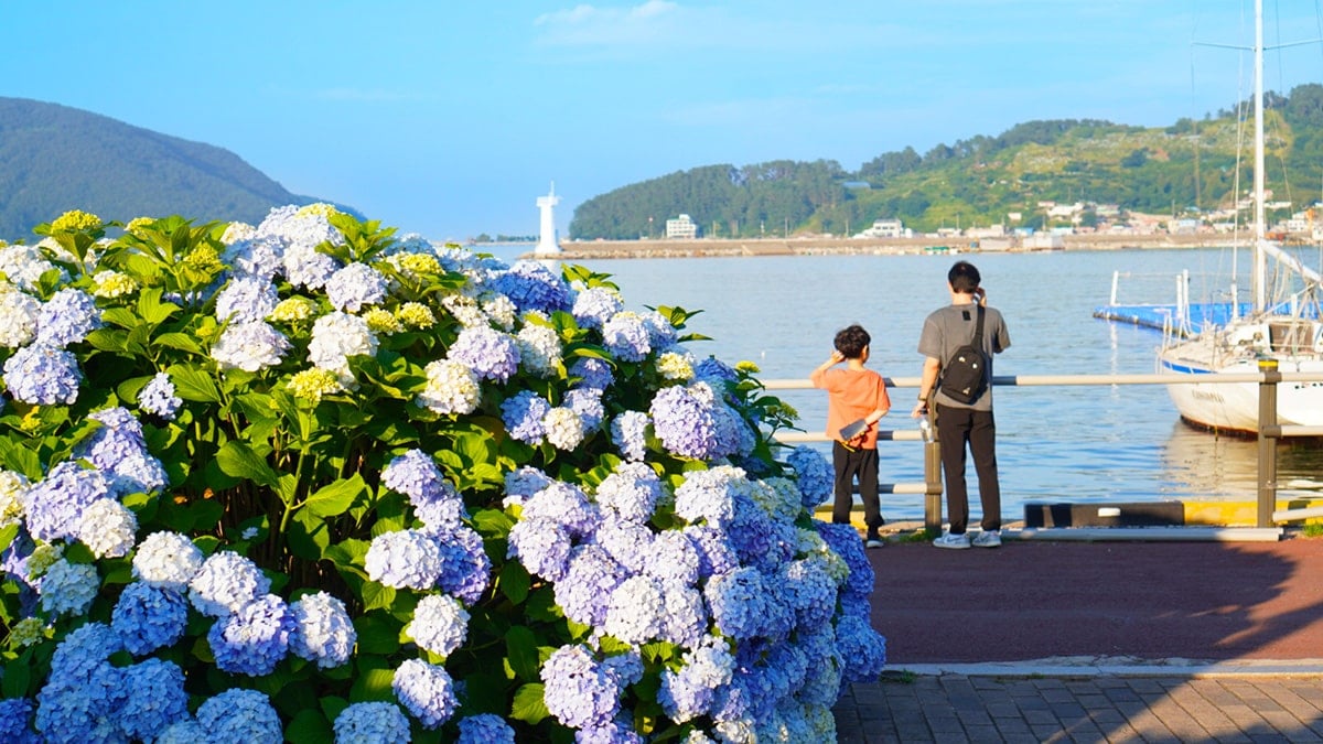 거제 수국 명소 거제 수국 명소